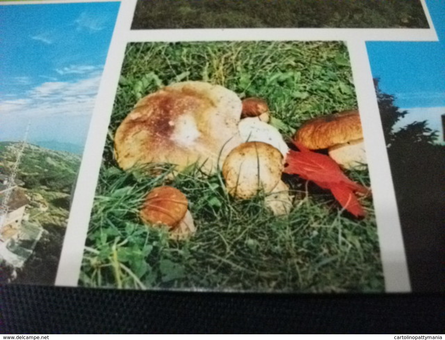 FUNGHI PORCINI SALUTI DAL MONTE BEIGUA  SAVONA LIGURIA - Paddestoelen