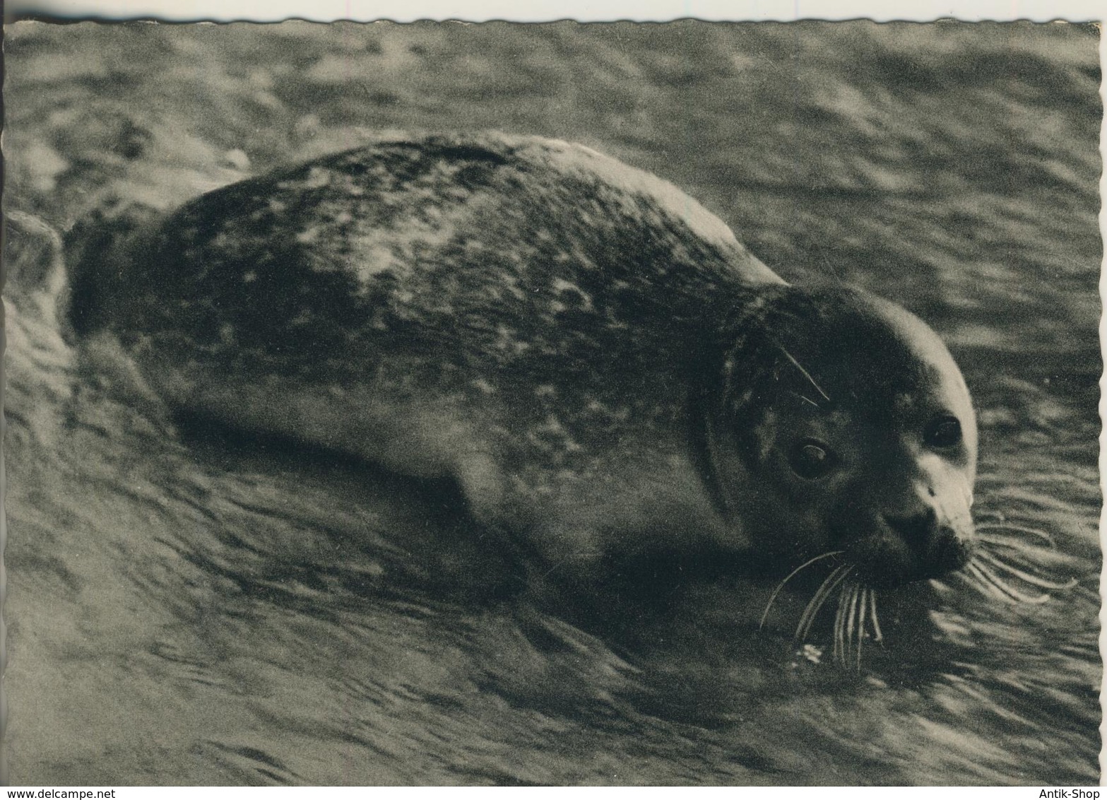 Nordseebad Wanngerooge V. 1958  Seehund  (3010) - Wangerooge