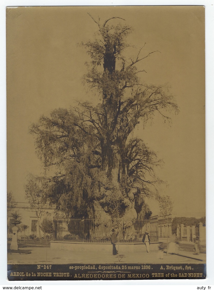 Photo Originale  Abel Briquet . Alrededores De MEXICO - Arbol De La NOCHE TRISTE - Ancianas (antes De 1900)