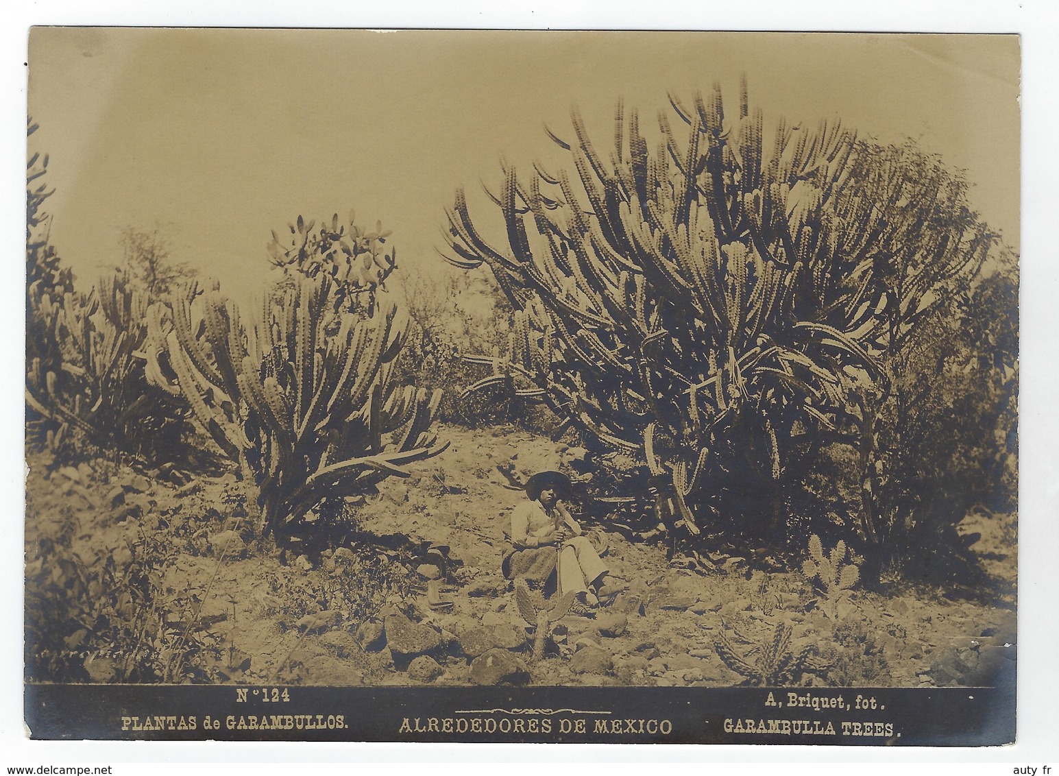 Photo Originale  Abel Briquet . Alrededores De MEXICO - Plantas De Garambullos - Ancianas (antes De 1900)