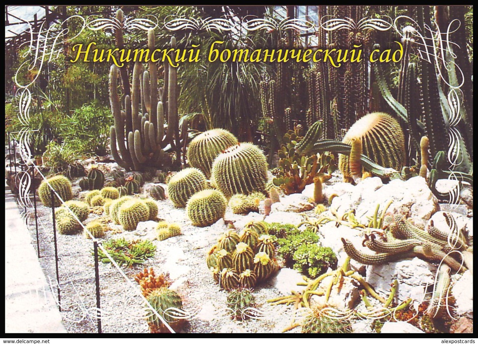 UKRAINE. NIKITA. CACTUSSES COLLECTION OF BOTANICAL GARDEN. Unused Postcard - Cactus