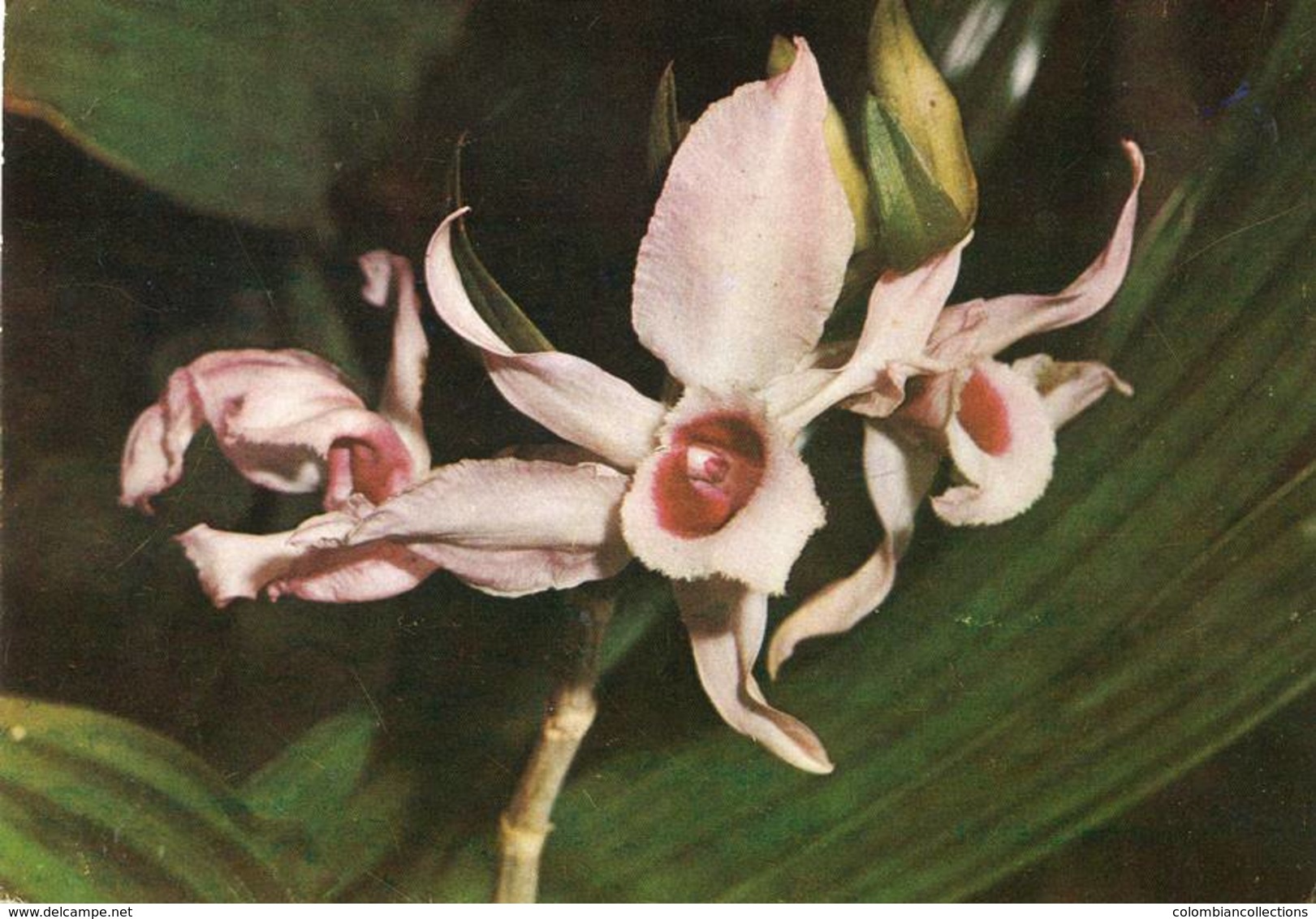 Lote PEP1093, Colombia,  Postal, Postcard, Orchid, Not Perfect Card, Orquidea, Dendrobium Mobile, 10016 - Colombia