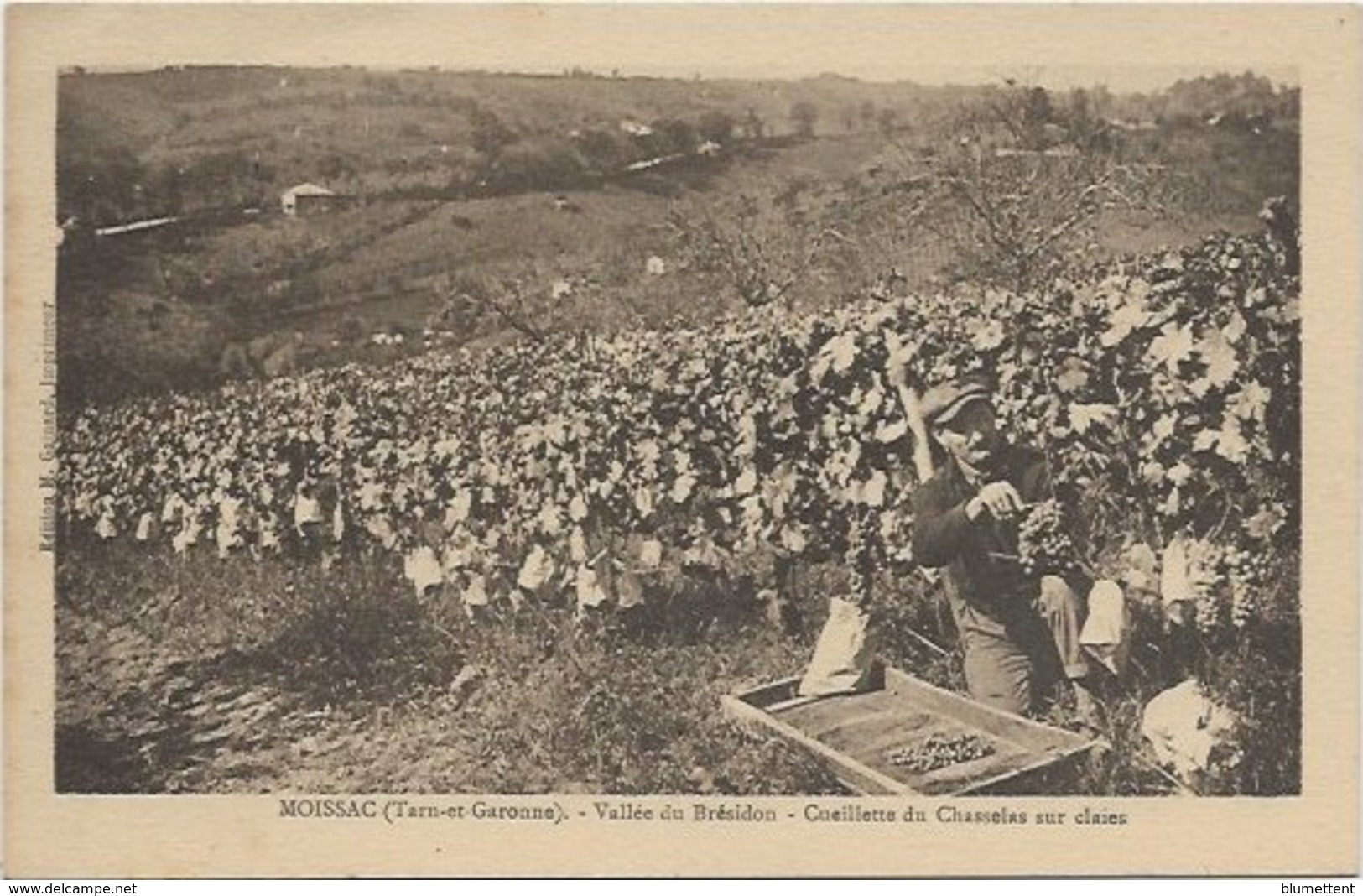 CPSM Vallée Du Brésidon - Cueillette Du Chasselas Sur Claies MOISSAC 82 - Moissac