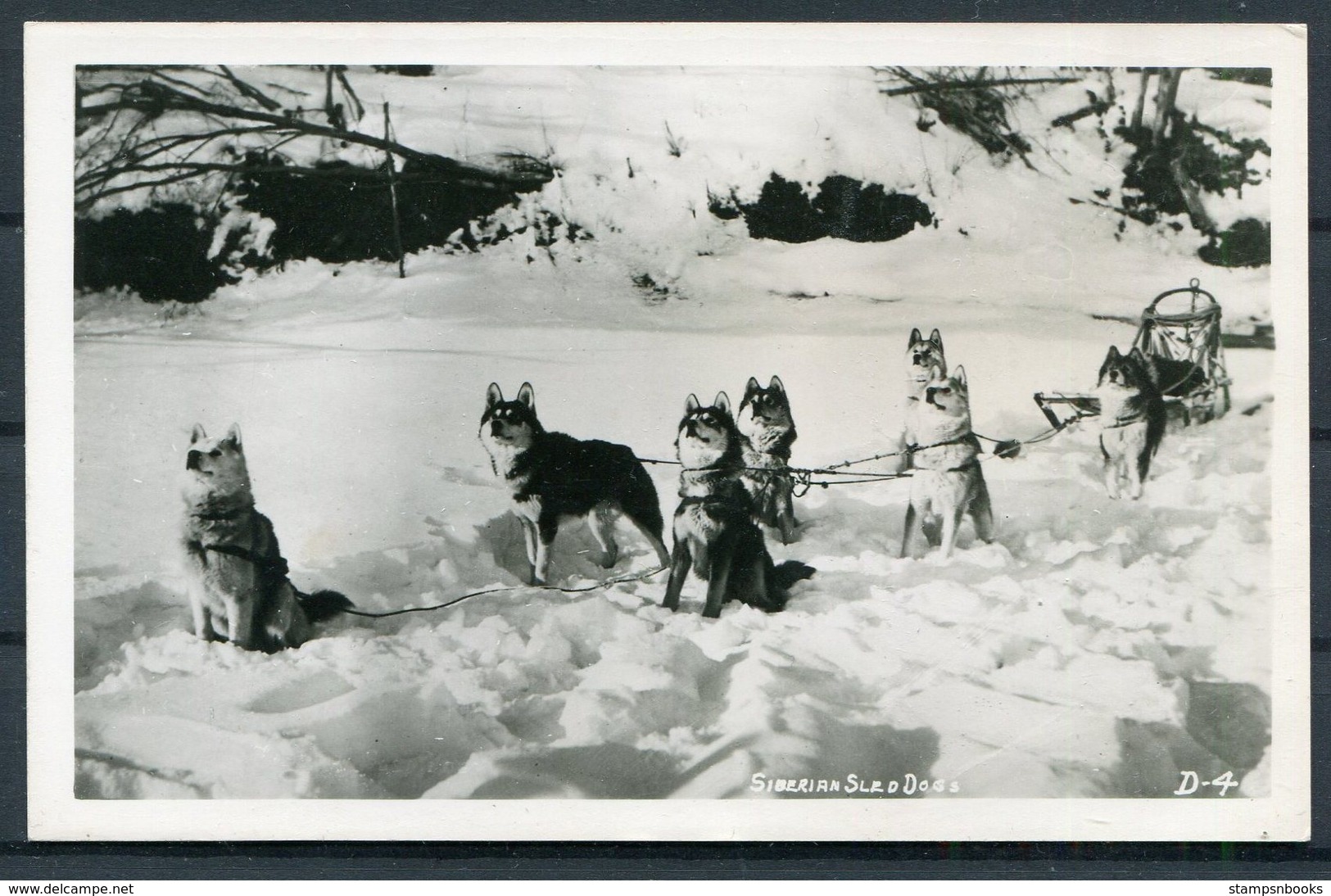 Siberian Sled Dogs RP Polar Postcard - Dogs