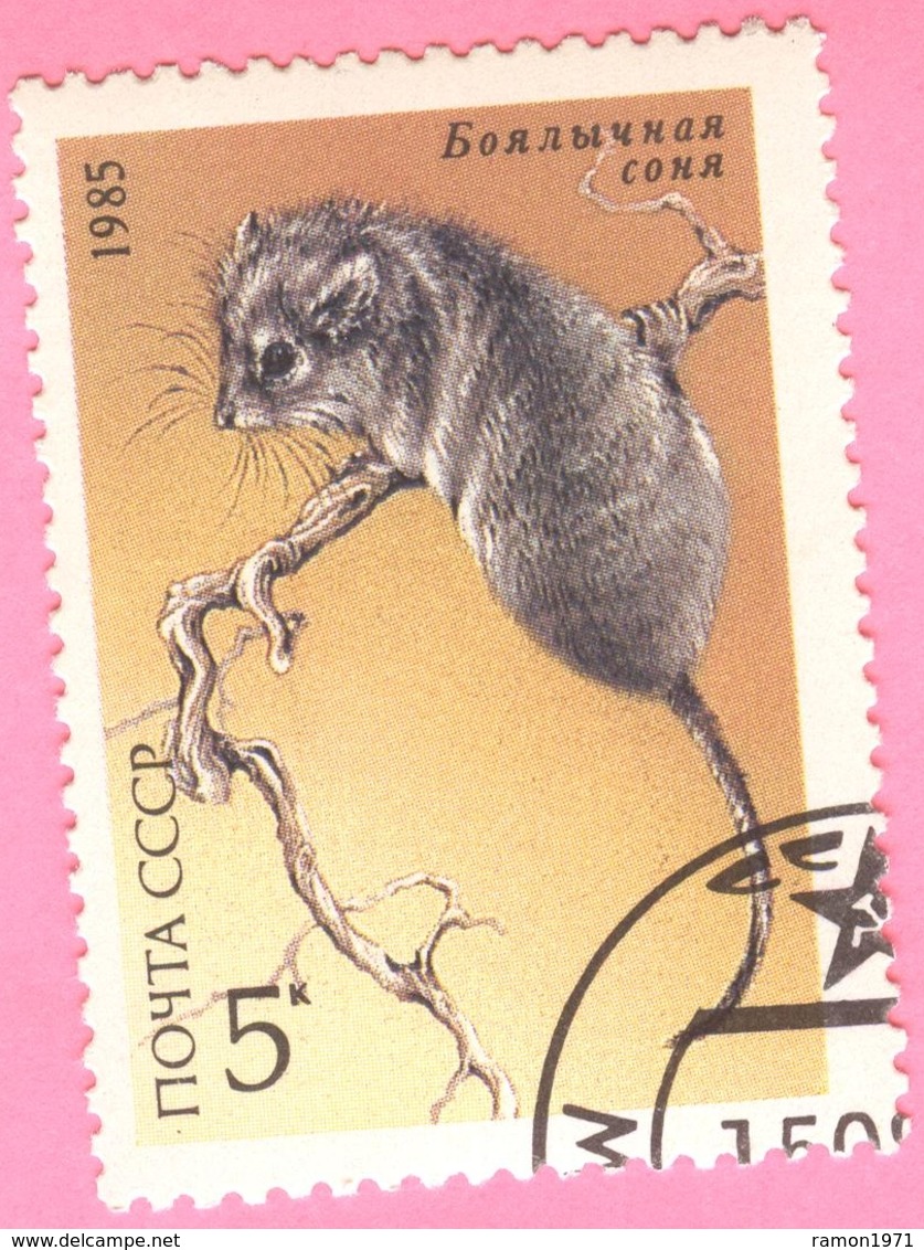 USSR - Fauna - Animals - Rodents - 5 Kop. - 1985 - Used Stamps
