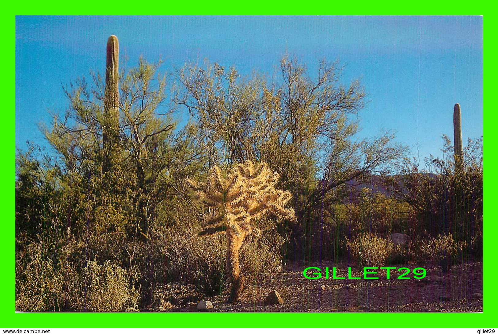 CACTUS - TEDDY BEAR CHOLLA ( JUMPING CACTUS ) - FREELANCE PRODUCTS CO - - Cactus