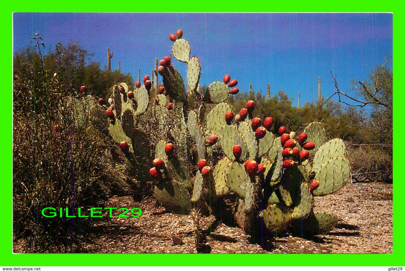 CACTUS - PRICKLEY PEAR FRUIT - FREELANCE PRODUCTS CO - - Cactus