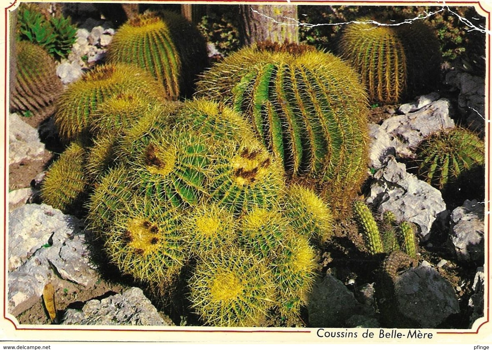 Coussins De Belle-mère - Jardin Exotique D'Eze - Plantes Médicinales