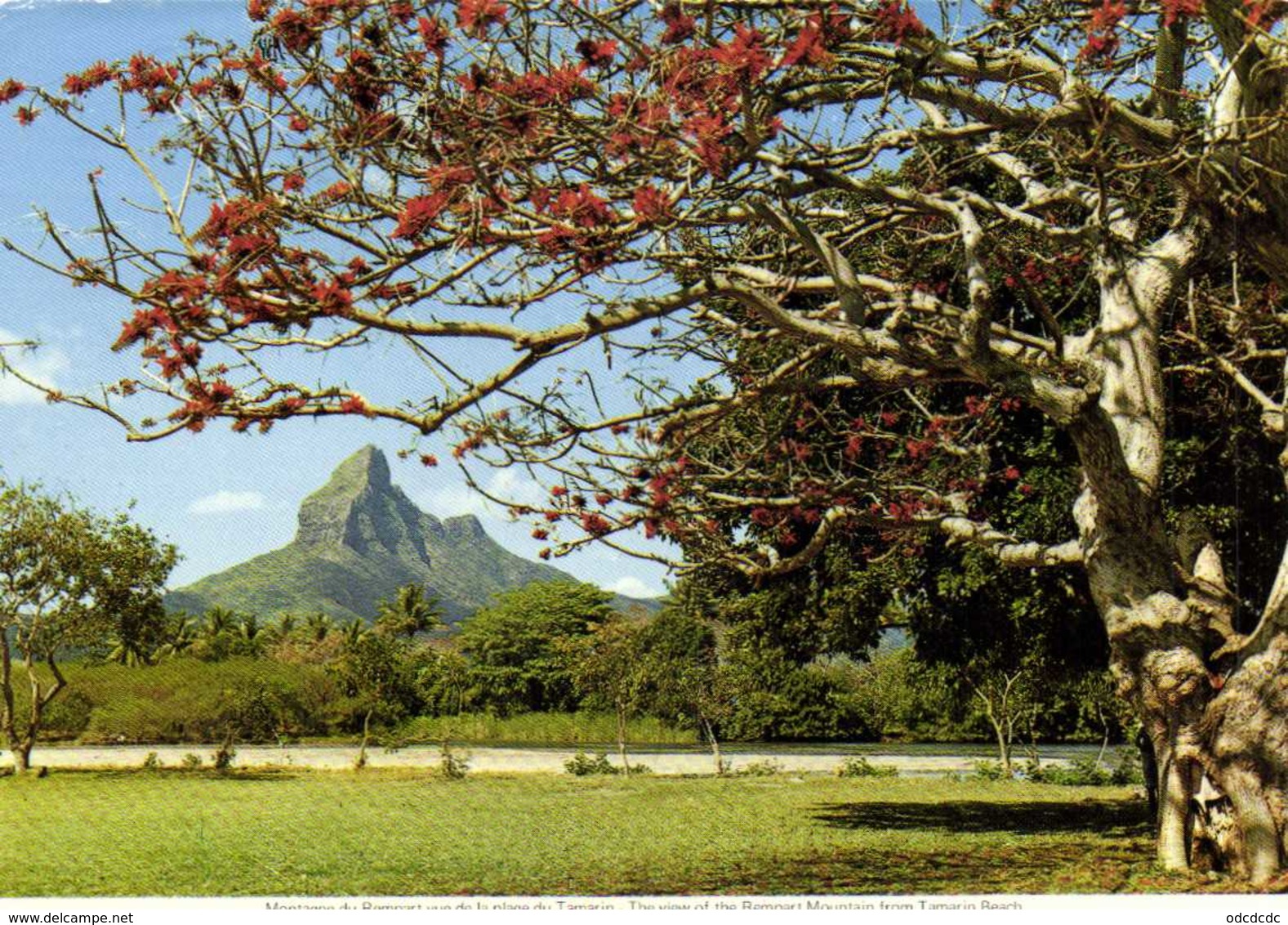 MAURITIUS ILE MAURICE Montagne Du Rempart 806m RV Beau Timbre Oiseau - Mauritius