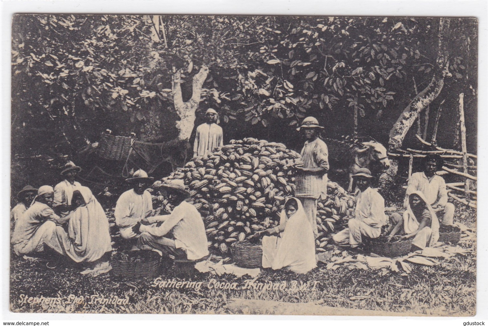 Antilles - Gathering Cocoa, Trinidad B. W. T - Trinidad