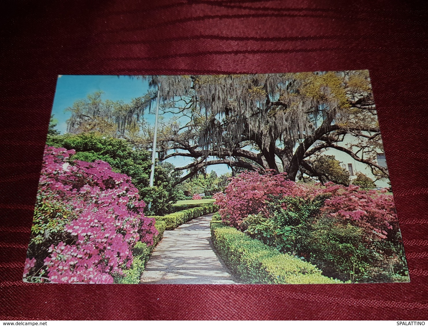 EARLY SPRING IN LOUISIANA - Baton Rouge