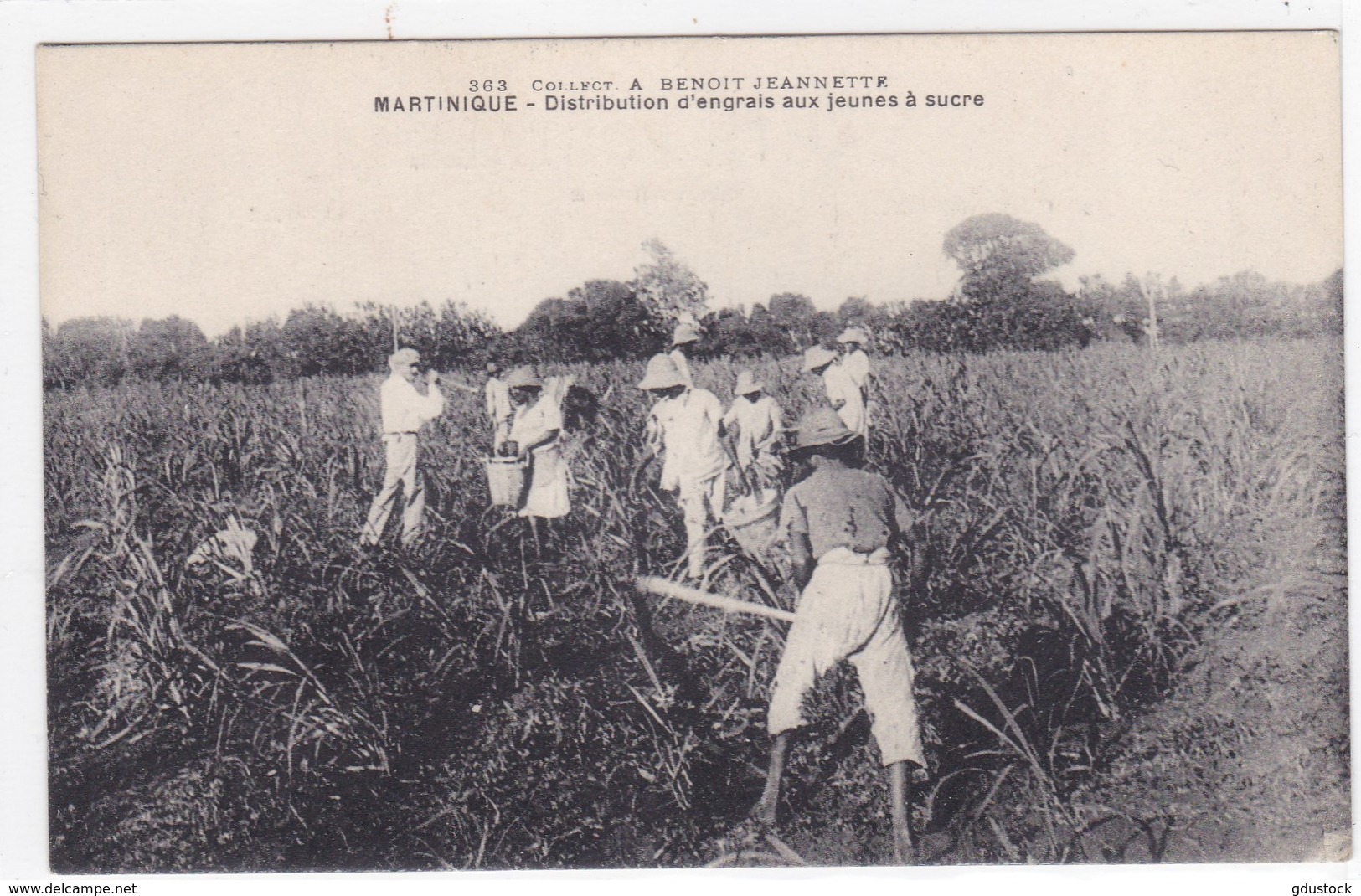 Martinique - Distribution D'engrais Aux Jeunes à Sucre - Autres & Non Classés