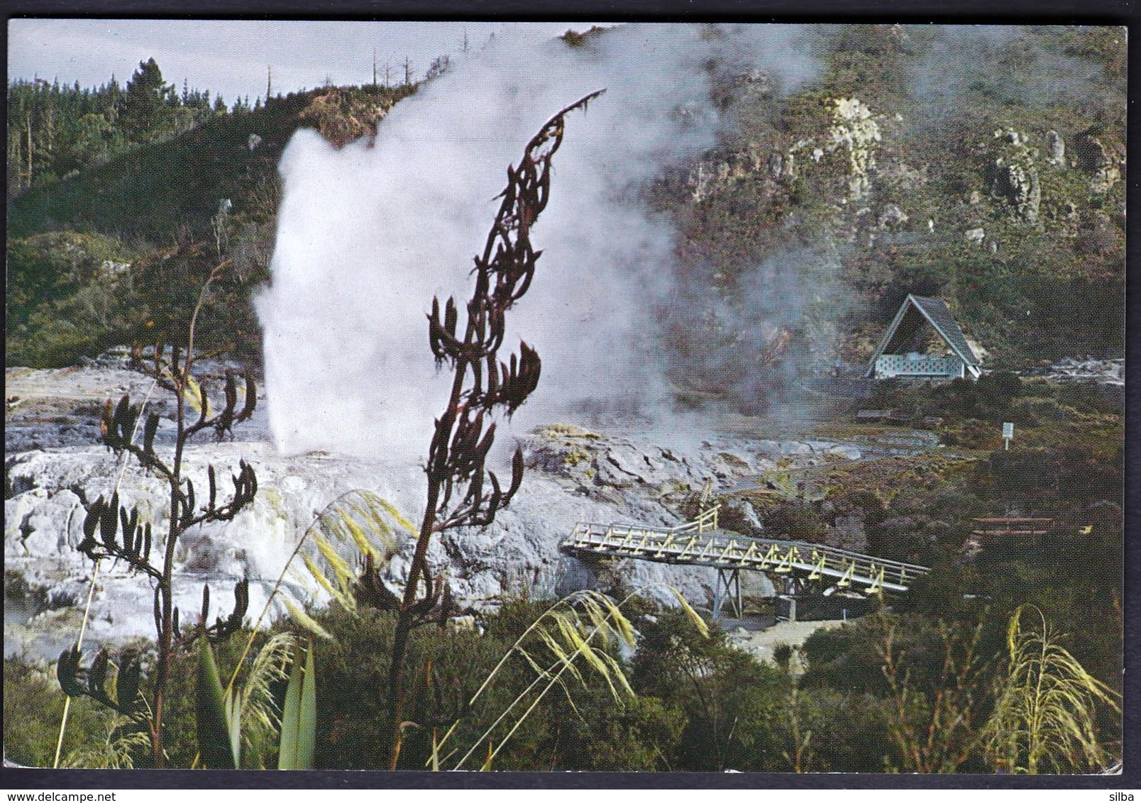 New Zealand / Pohutu Geyser - Whakarewarewa, Rotorua - New Zealand