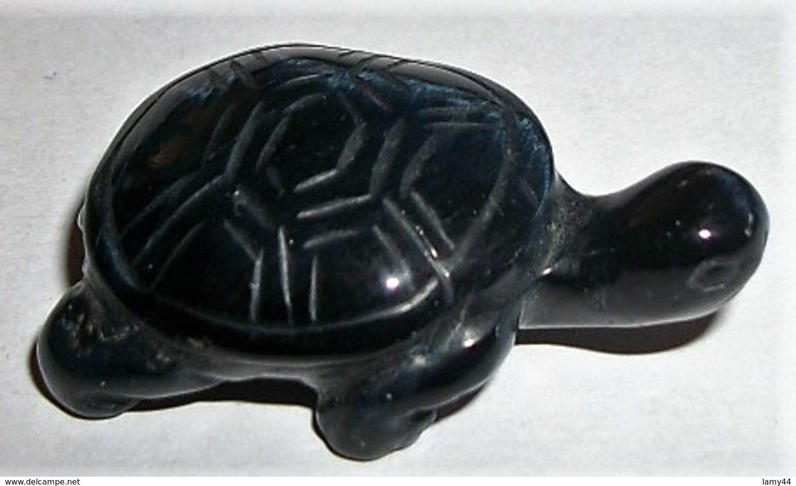 Tortue Noire (CT) - Animaux