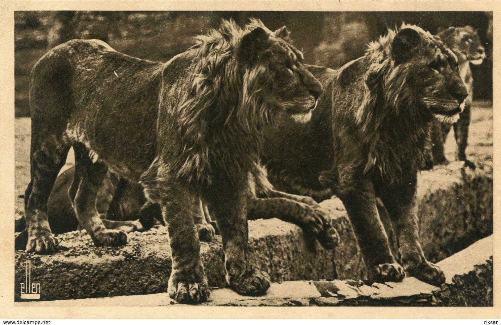 LION(ZOO DE VINCENNES) - Lions