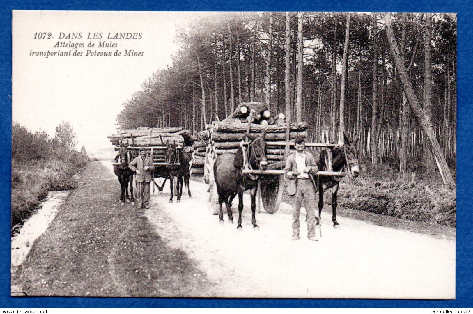 Landes -  Attelage De Mules - Other & Unclassified