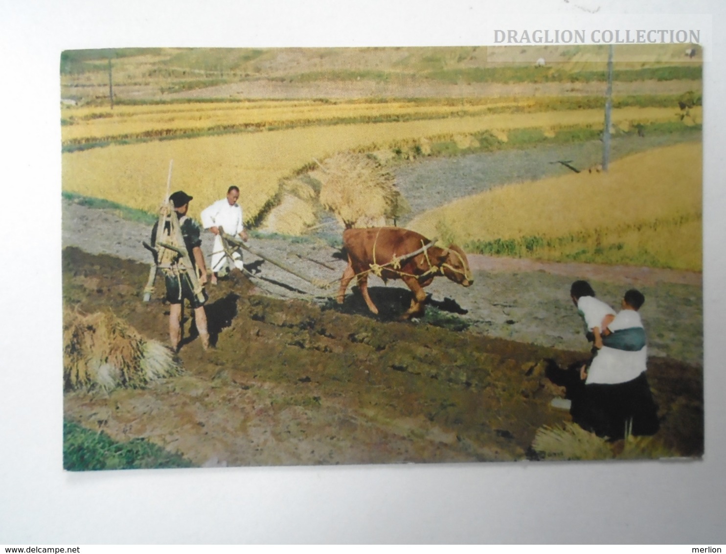 D161596  South Korea - Ploughing - 1963  To  Restaurant Zum Sternen Würenlingen Switzerland - Corea Del Sud