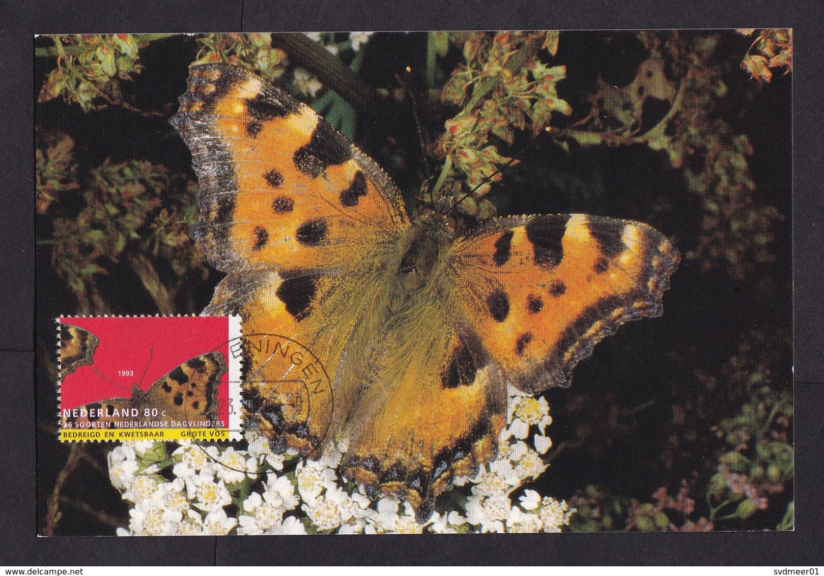 Netherlands: Maximum Card, 1993, 1 Stamp, Endangered Butterfly, Insect, Animal (traces Of Use) - Briefe U. Dokumente