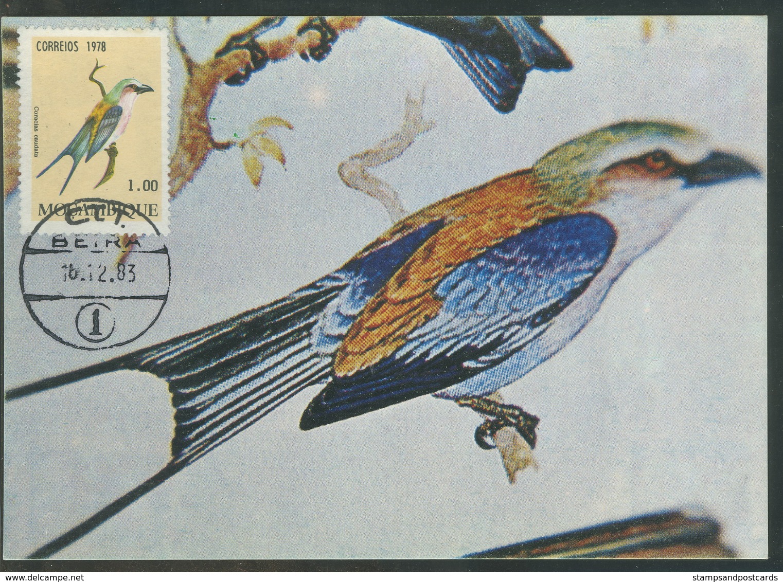 Mozambique Carte Maximum Rollier à Longs Brins Coracias Caudatus Oiseau 1983 Lilac-breasted Roller Maxicard - Mozambique