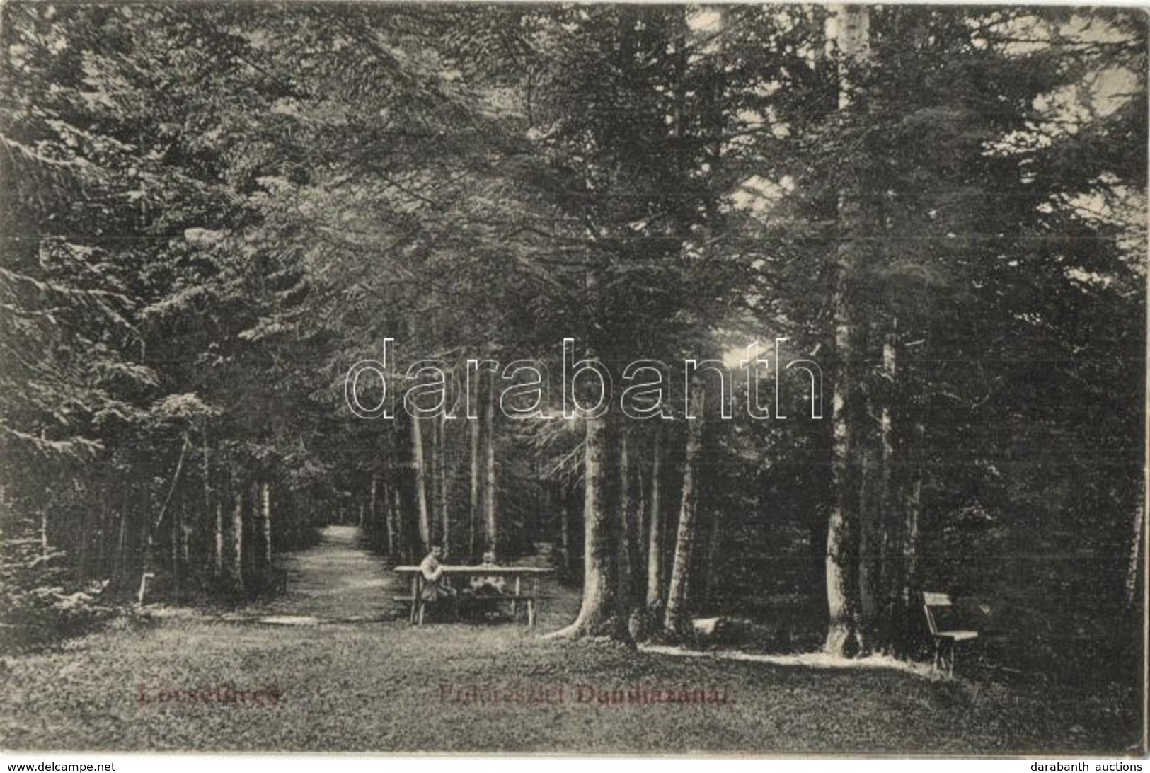 T2/T3 1909 Lőcsefüred, Levoca Kúpele; Erdő Részlet Daniházánál. Singer Kiadása / Forest Detail By Danielov Dom (EK) - Non Classificati