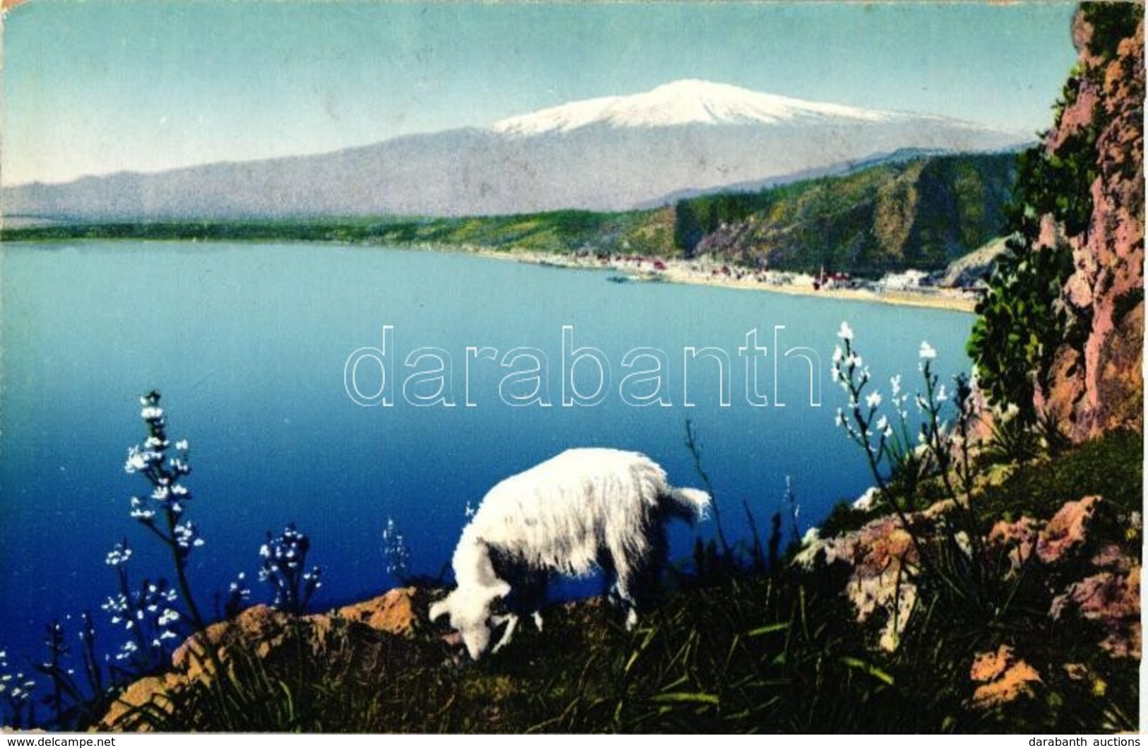 * T2 Taormina, Mount Etna, Goat - Unclassified