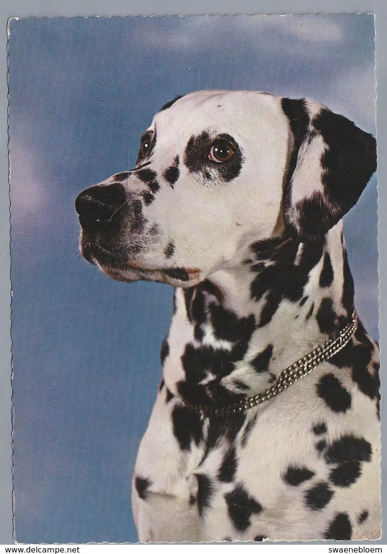 NL.- HONDEN. DALMATIER. - Honden