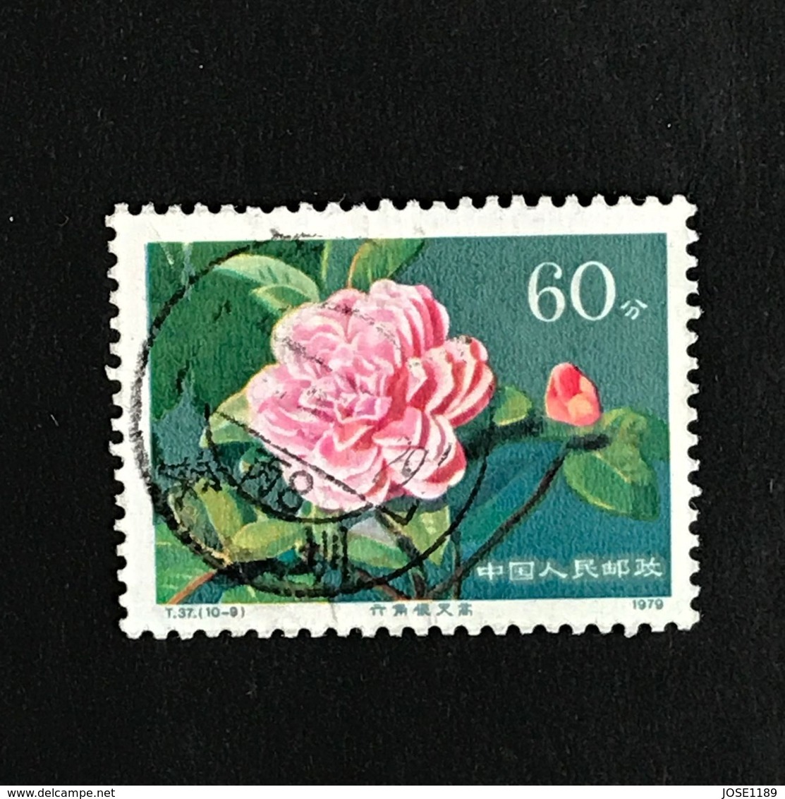 ◆◆CHINA 1979  Chrysanthemum Petal  60f Multi (10-9)  USED  592 - Oblitérés