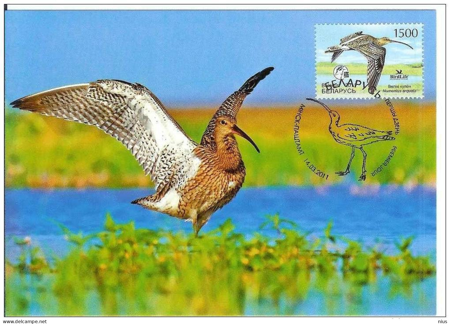 Belarus 2011 Maximum Card Bird Birds Fauna Large Curlew CM Circulation 1500 - Belarus