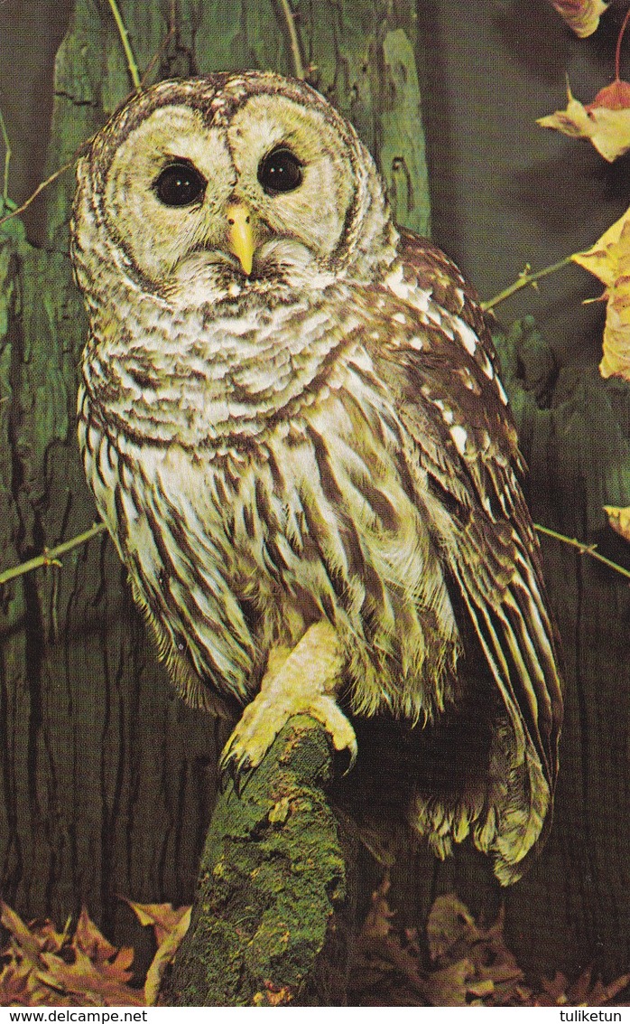 Bird - Oiseau - Vogel - Uccello - Pássaro - Pájaro - Barred Owl - (Strix Varia) - Oiseaux