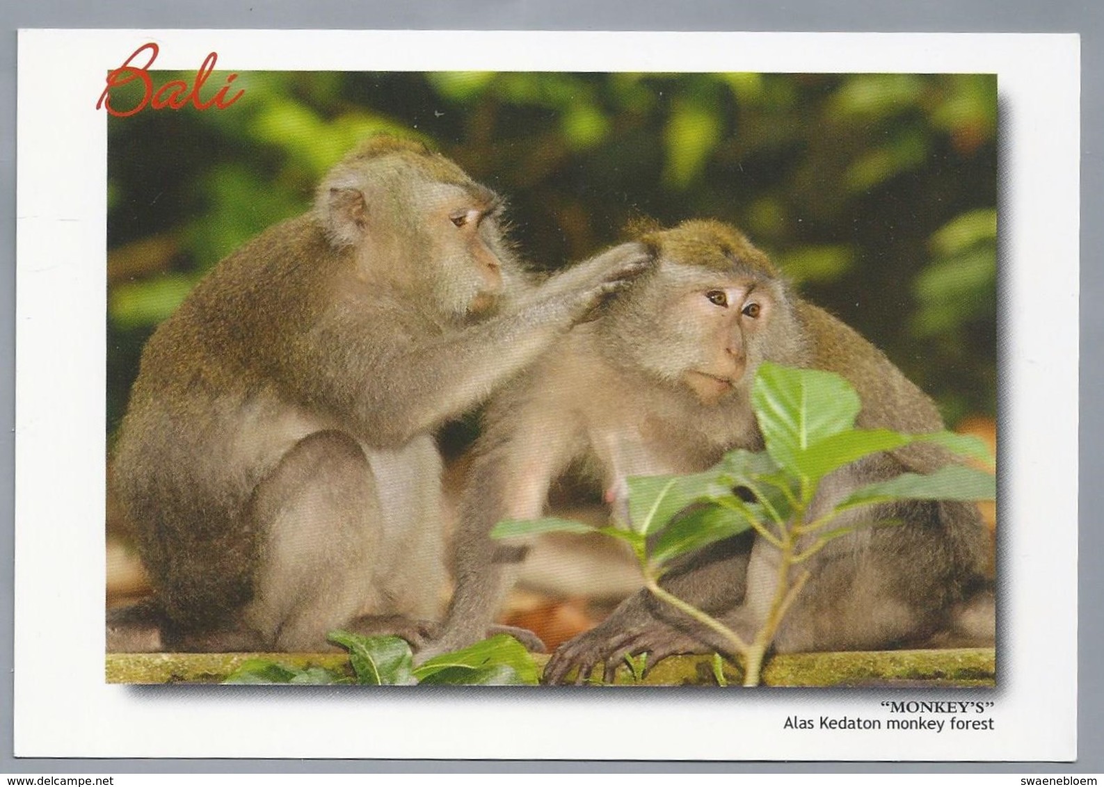 ID.- BALI. MONKEY'S Alas Kedaton Monkey Forest. Tanah Lot Print Design, Photo By Murdani Usman. - Apen
