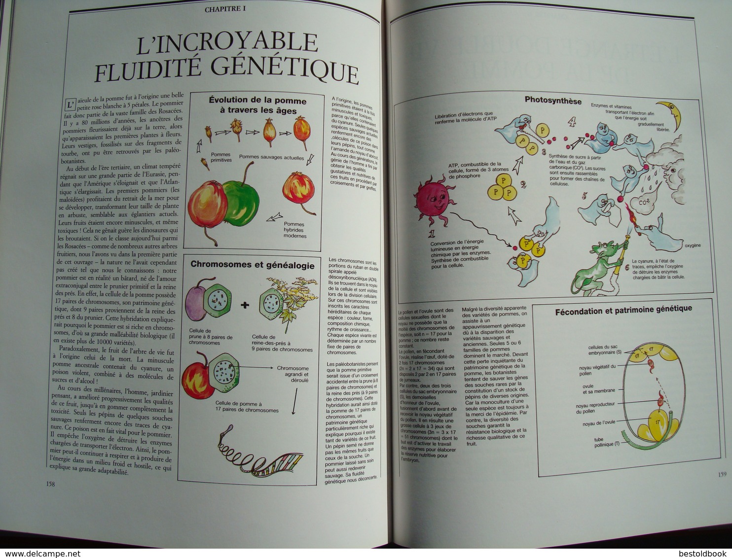 1990 La Pomme - Histoire, Symbolique & Cuisine (H.Wasserman, M.Pastoureau.)  Edition Sang De La Terre, 1990. - Autres & Non Classés