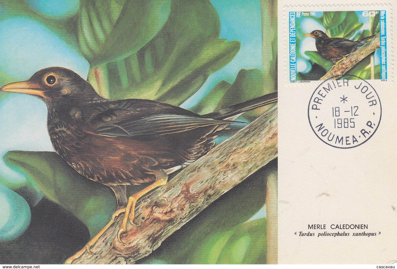 Carte  Maximum  1er Jour   NOUVELLE  CALEDONIE   Oiseaux  :  Merle  Calédonien  1985 - Tarjetas – Máxima