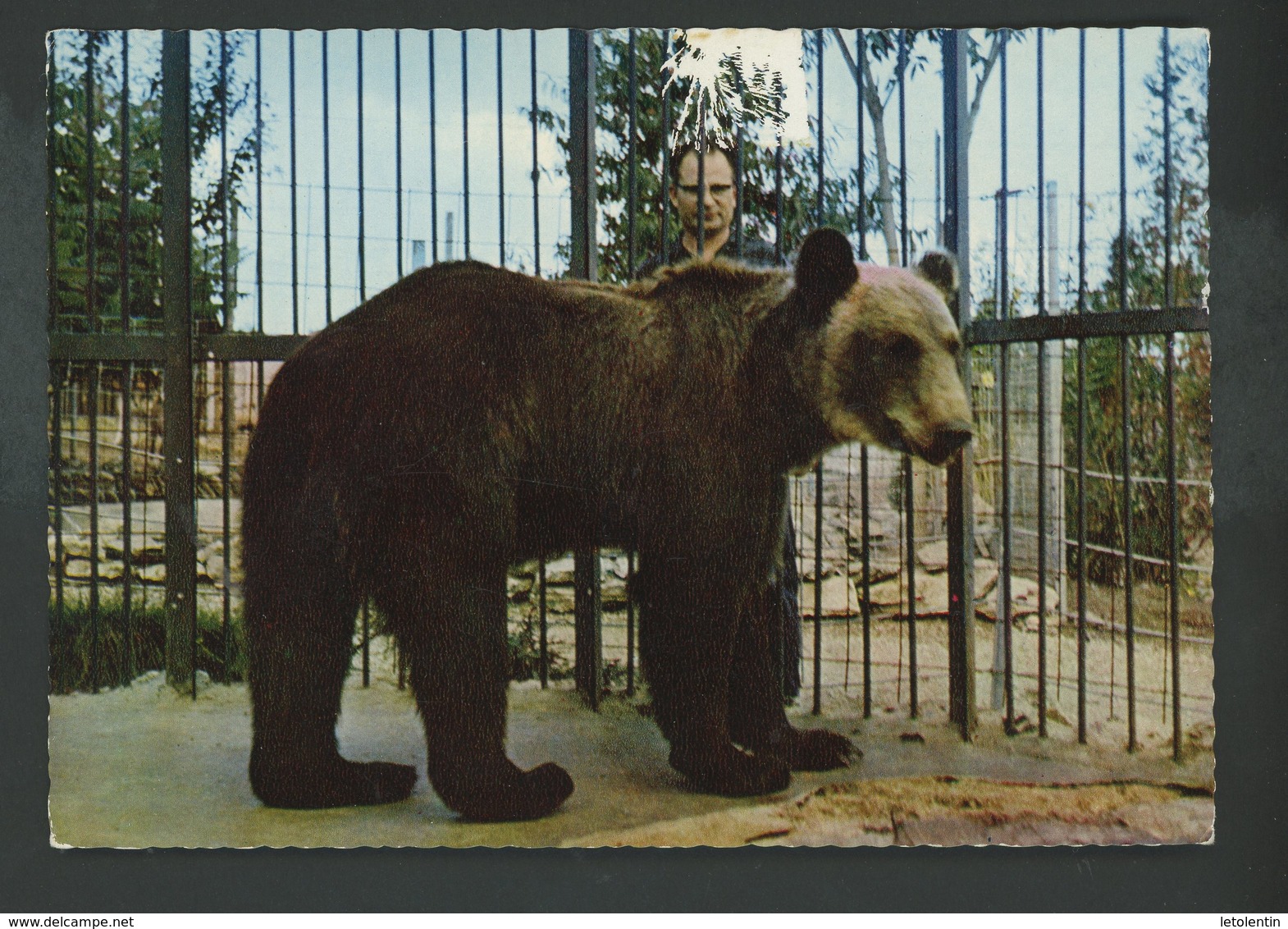 CPM -71- SIGY-LE-CHATEL - JARDIN ZOOLOGIQUE DU GUÉ GALLET - OURS BRUN - - Montceau Les Mines