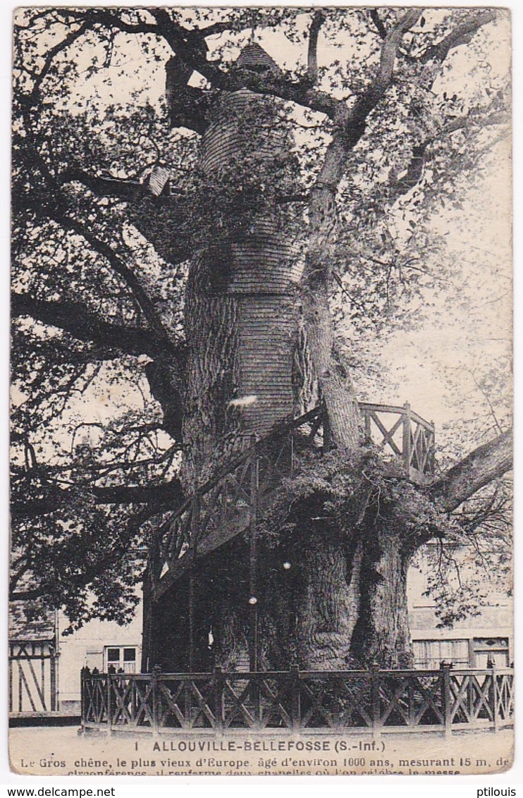 ALLOUVILLE-BELLEFOSSE - Le Gros Chêne, Le Plus Vieux D'Europe, âgé D'environ 1000 Ans, 15 M De Circonférence, ... - Allouville-Bellefosse