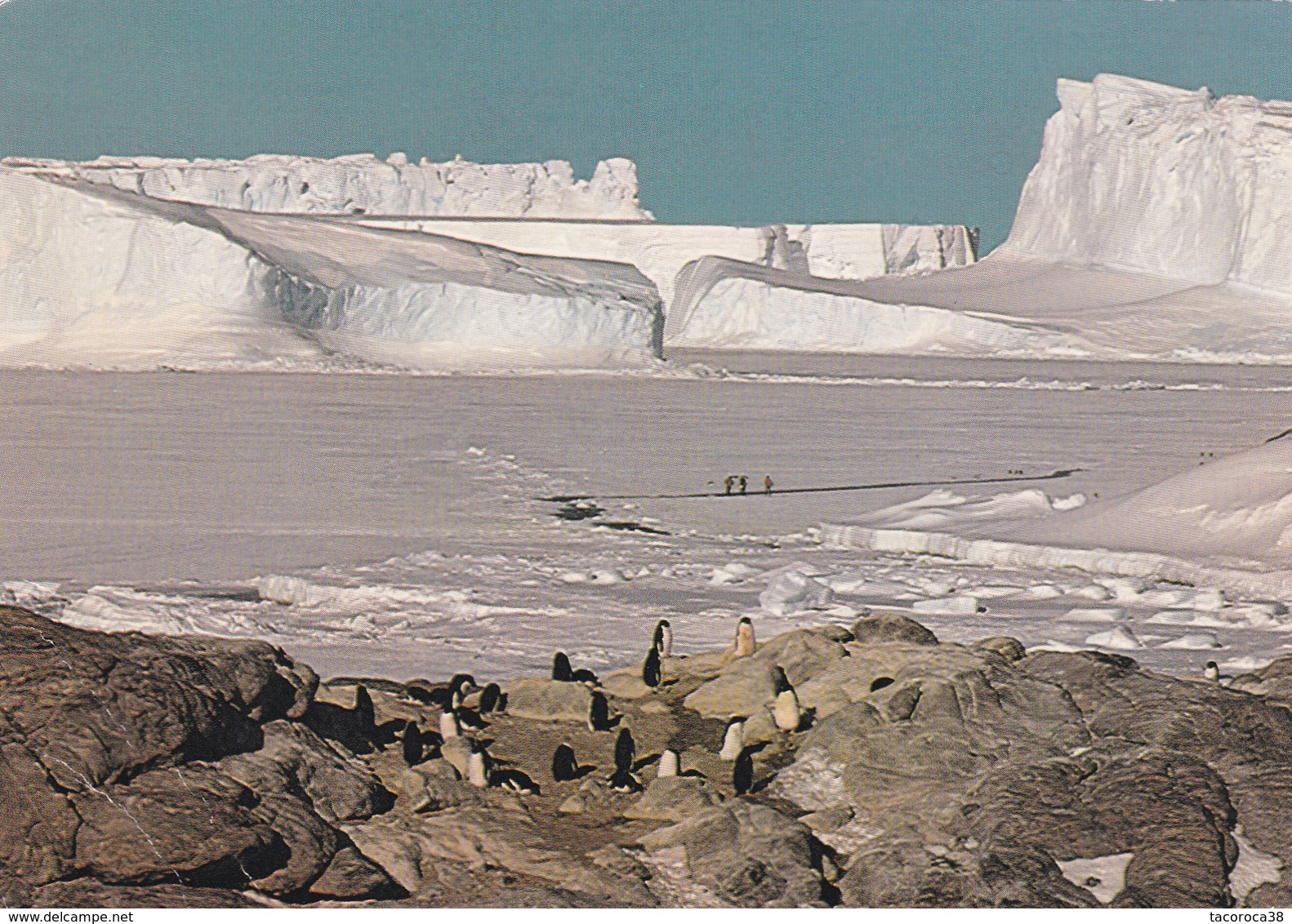 MANCHOTS ADELIE Devant Glacier De L'ASTROLABE - Voir Le Scan - TAAF : Terres Australes Antarctiques Françaises