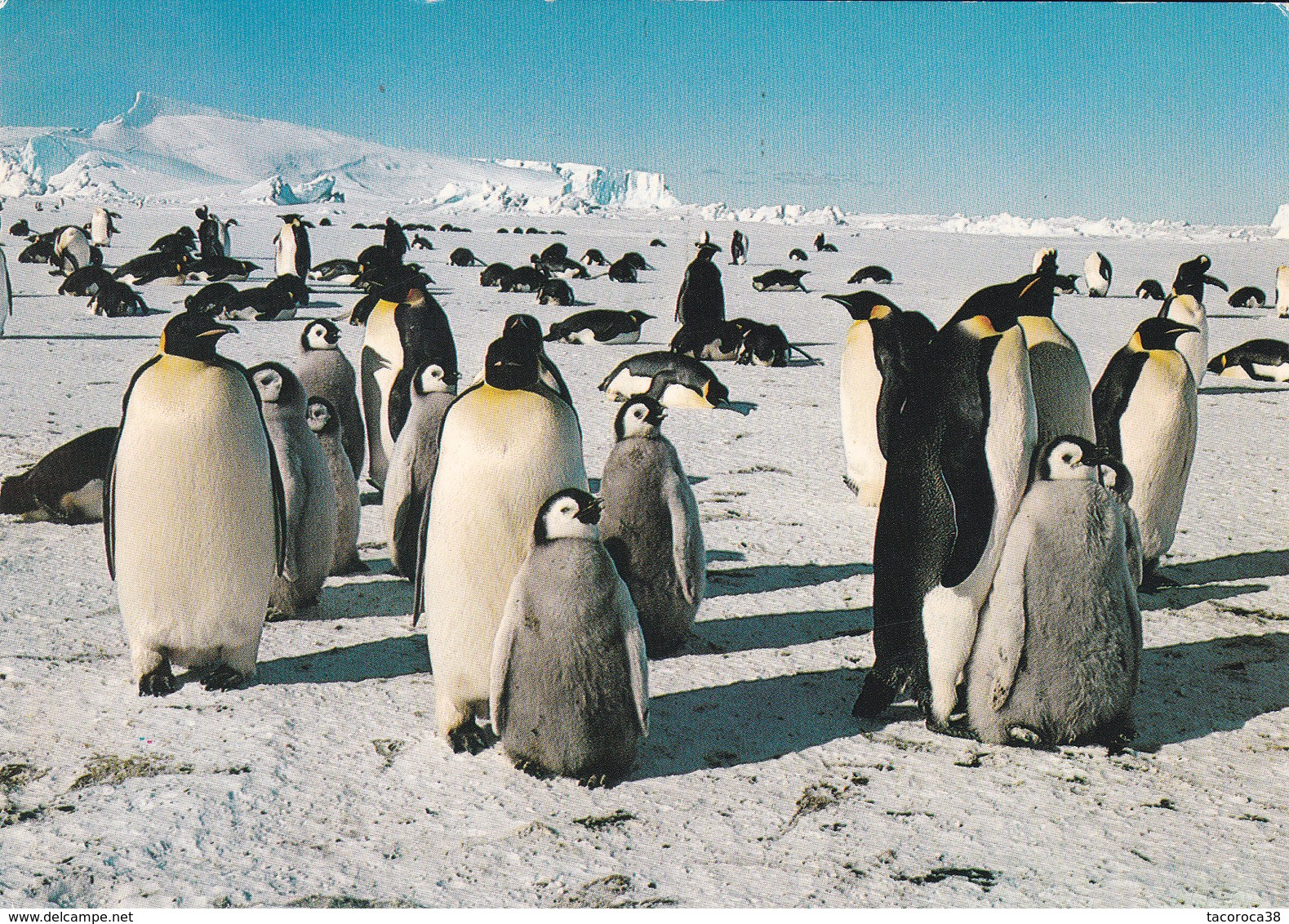 ROOKERIE DE MANCHOTS EMPEREURS  Dans L'Archipel De Pointe Géologie - Voir Les 2 Scans - TAAF : Terres Australes Antarctiques Françaises