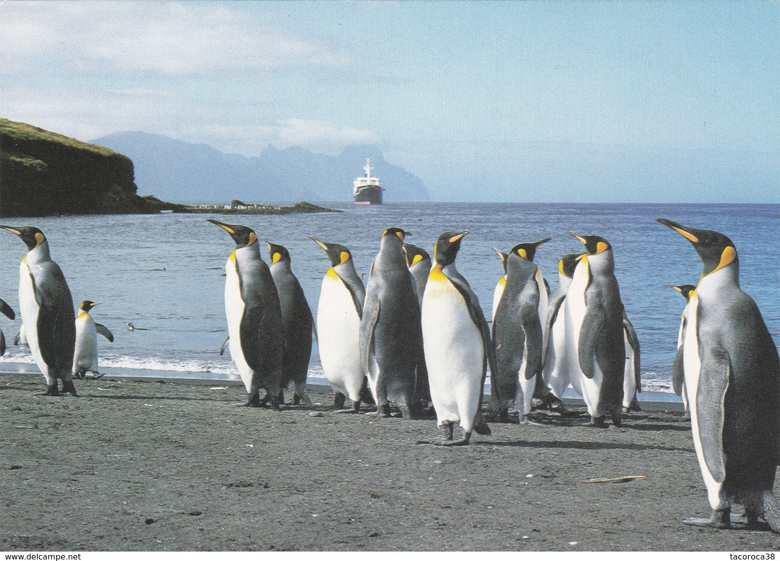 MANCHOTS ROYAUX à Ile De La Possession CROZET à L'horizon " MARION DUFRESNE "  - Voir Le Scan - TAAF : Terres Australes Antarctiques Françaises