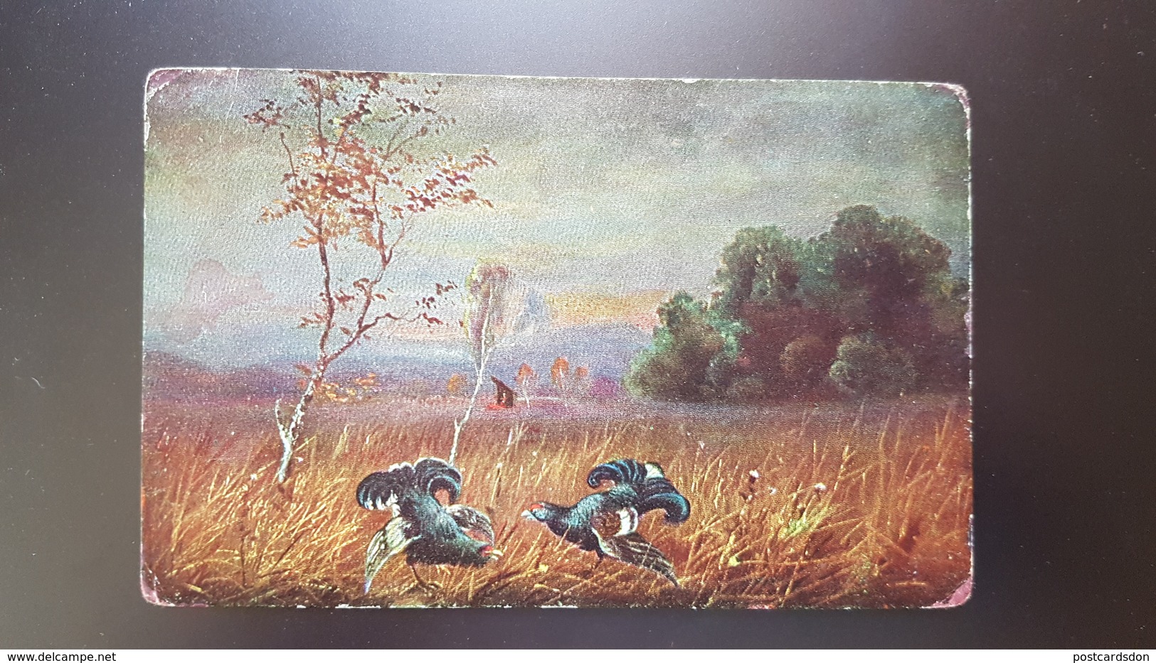 MULLER - Hunting Chasse - Black Grouse Bird - Old Vintage Postcard - Müller, August - München