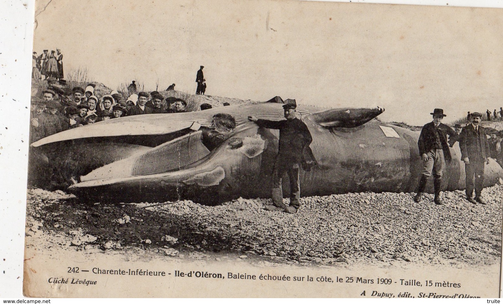 ILE D'OLERON BALEINE ECHOUEE SUR LA COTE LE 25/03/1909 TAILLE 15 METRES - Ile D'Oléron