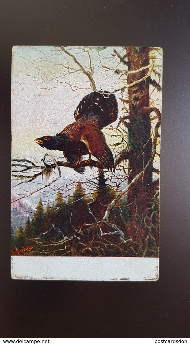 Mueller Style - Hunting Chasse - Black Grouse Bird - Old Vintage Postcard - Mueller, August - Munich