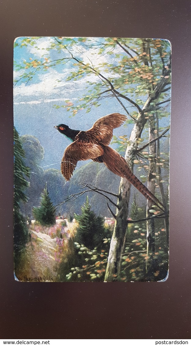 Mueller Style - Hunting Chasse - Pheasant Bird - Old Vintage Postcard - Müller, August - München