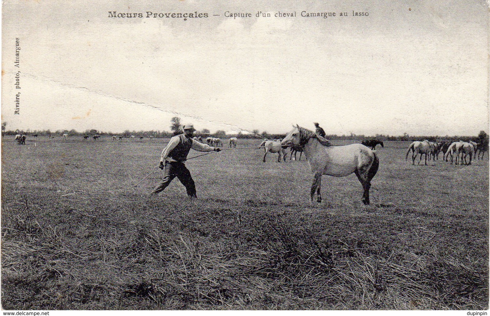 Moeurs Provencales  -  Capture D'un Cheval Camargue Au Lasso - Autres & Non Classés