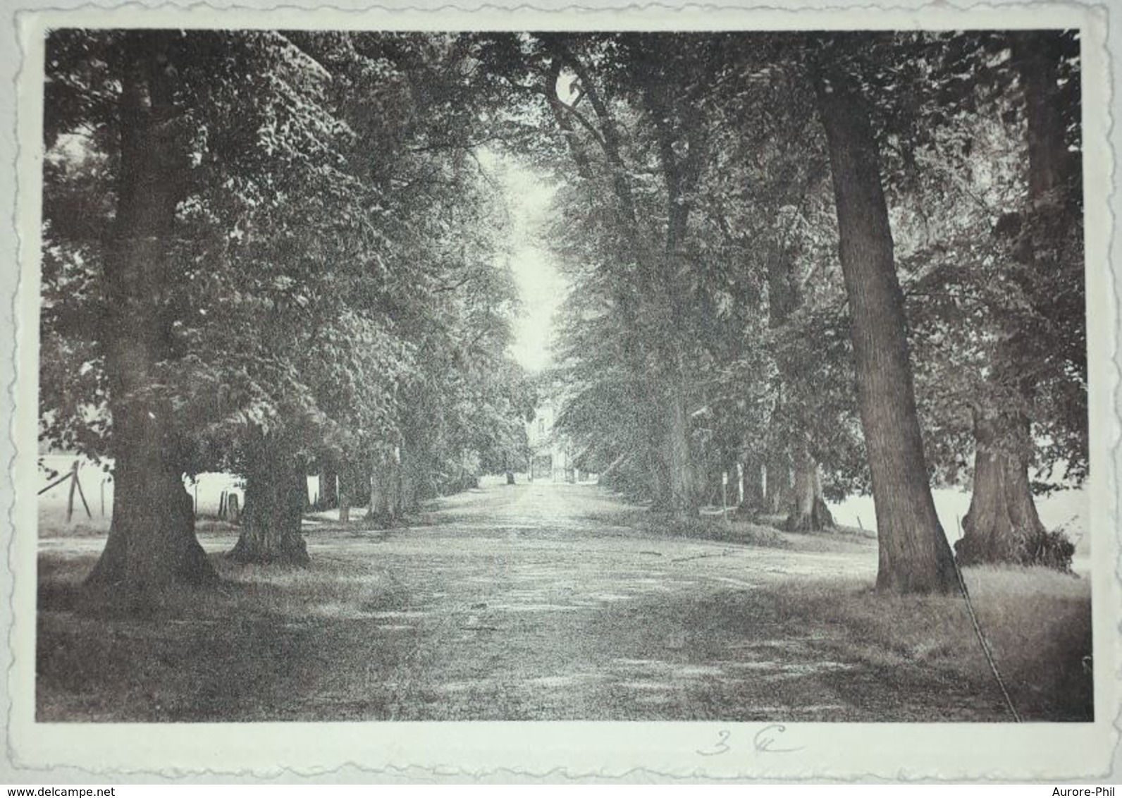 Parc De Cambron L'avenue Des Tilleuls - Brugelette