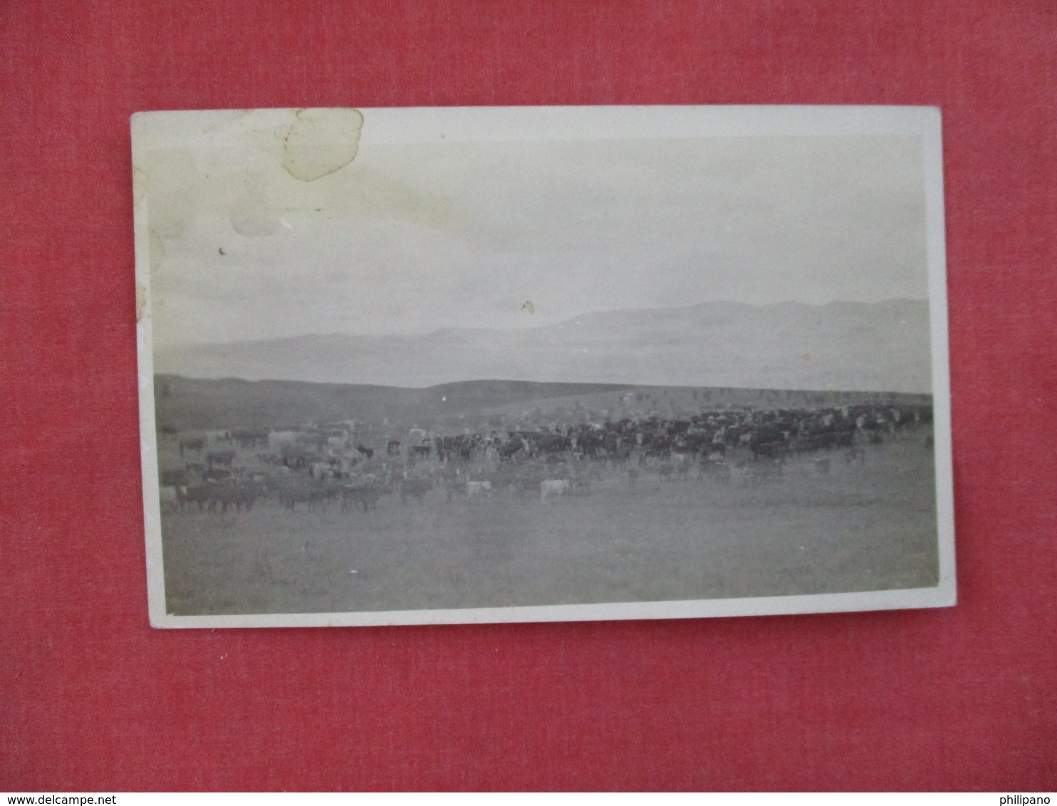 RPPC Animal Grazing Lite Color Photo Has Top Stain  Stamp & Cancel    North Dakota > --- Ref 3075 - Other & Unclassified
