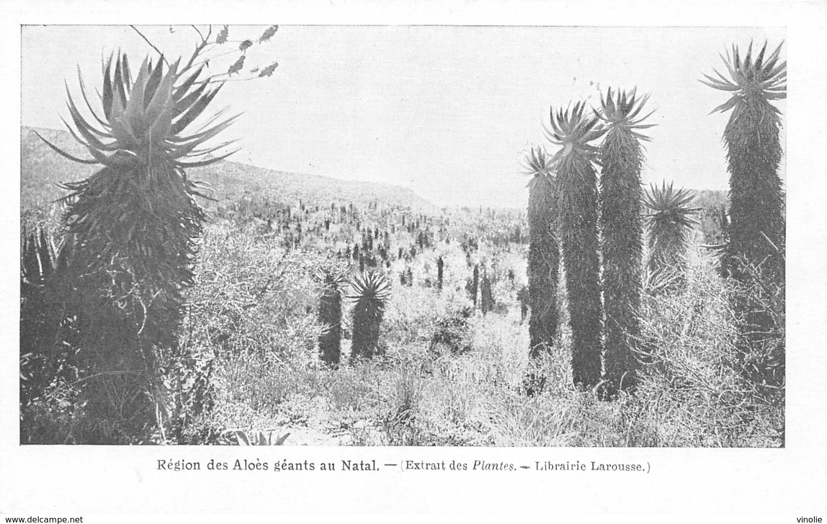 D-18-3901 :  REGION DES ALOES GEANTS AU NATAL - Natal