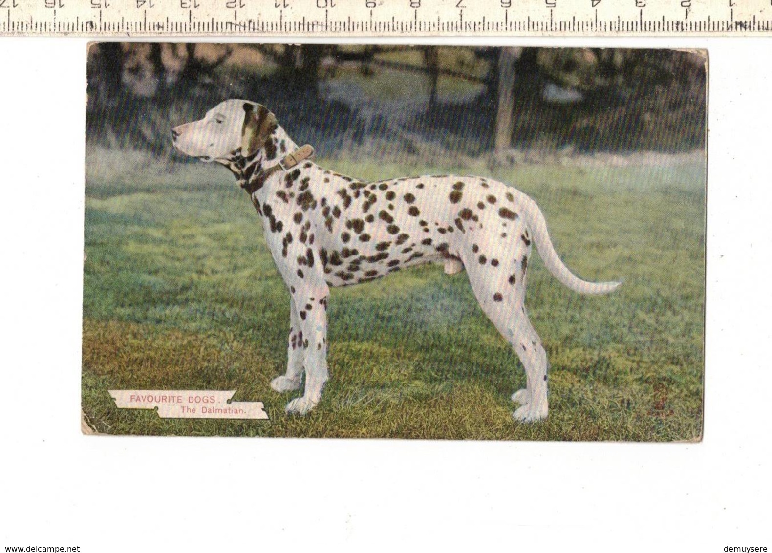 Dieren 134 - Favourite Dogs - The Dalmatian - Hunde