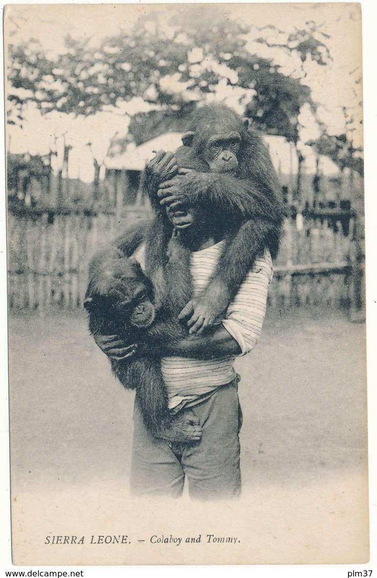 SIERRA LEONE - Colaboy And Tommy - Garçon Et Chimpanzés - Sierra Leone