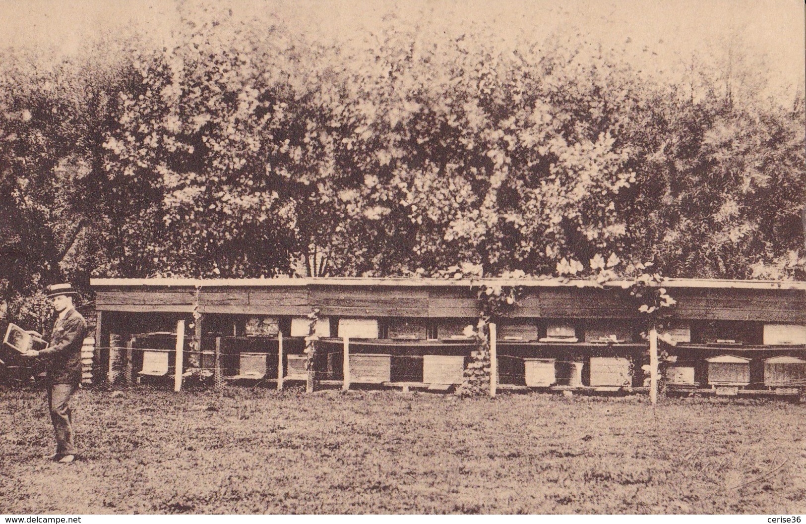 Adinkerke "Meli" Een Der Talrijke Bijenhallen Van Meli Heeren Florizoone Vaderen Zoon Circulée En 1946 - De Panne