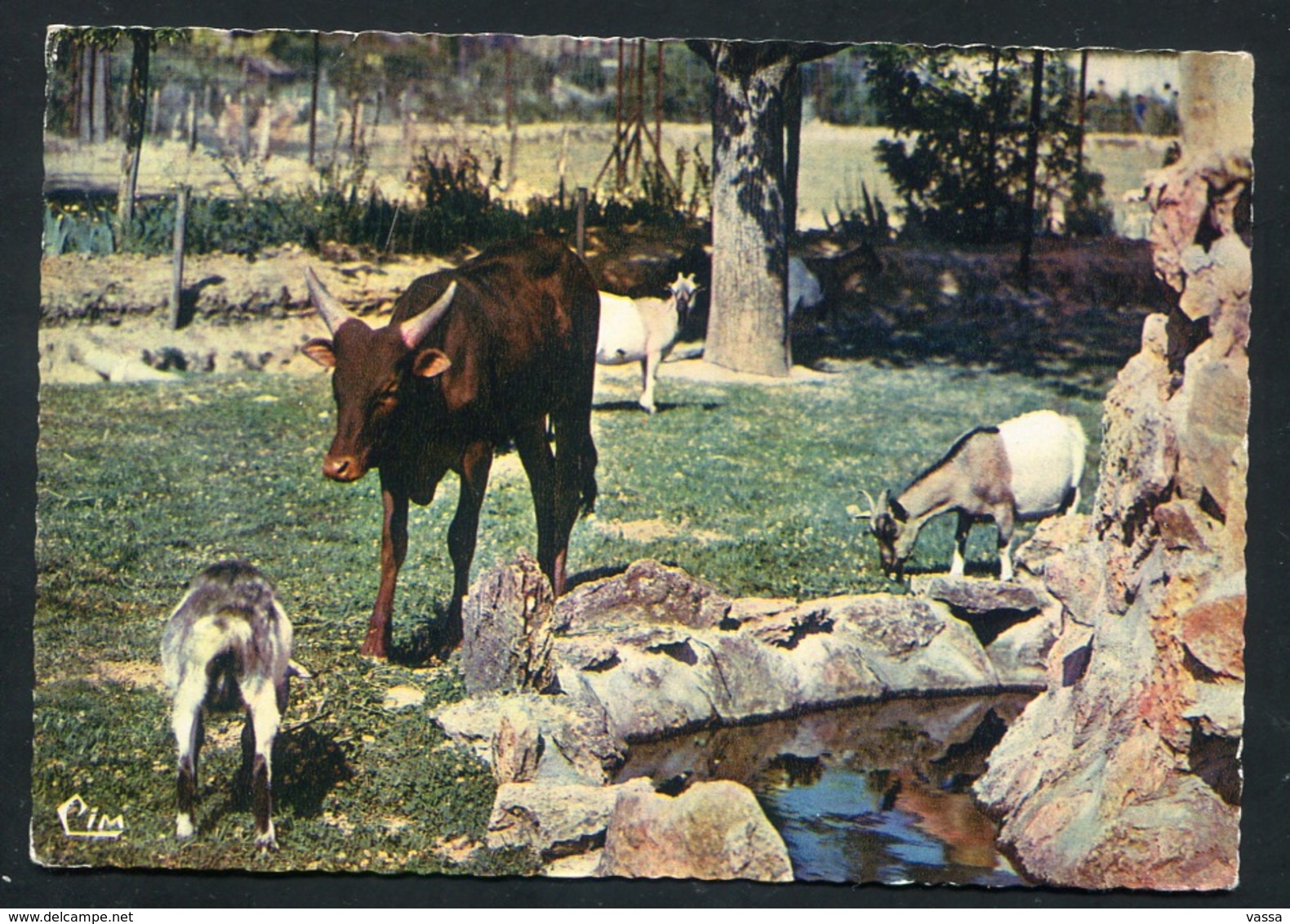 Romanèche-Thorins -Parc Zoologique Des Condeminals. -Watusi ( Madagascar) Chèvres Naines Du Sénégal. Goats - Other & Unclassified