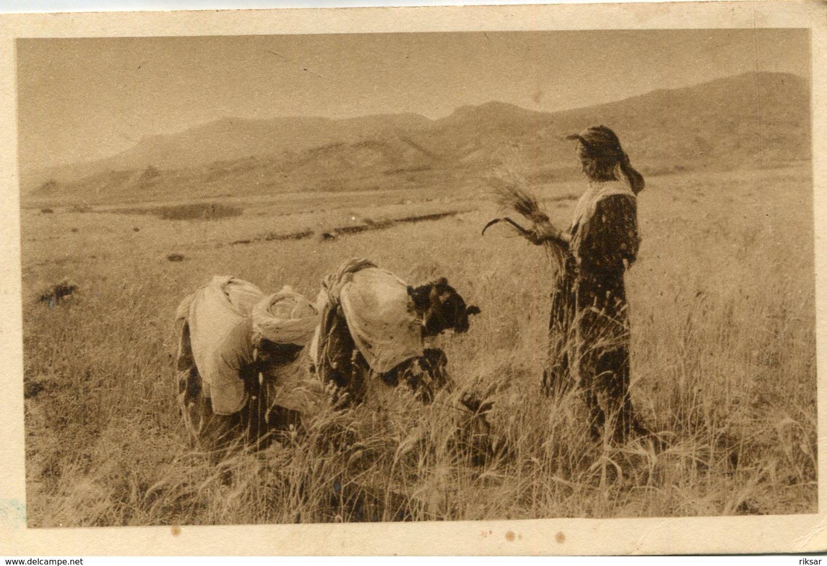 ALGERIE(TYPE) MOISSONNEUR - Scènes & Types